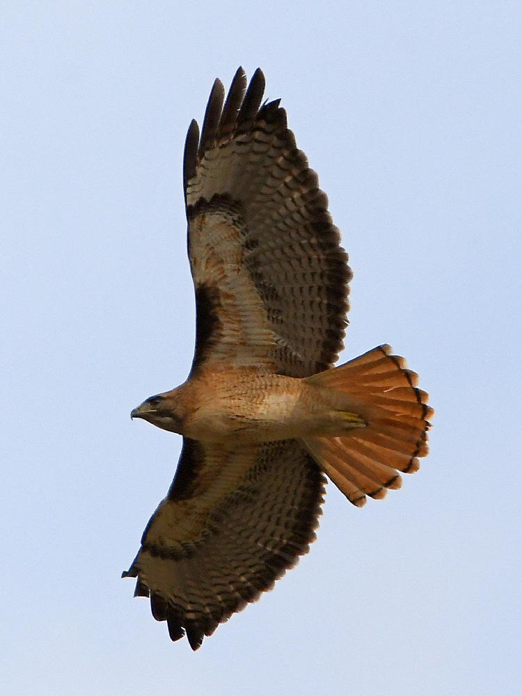 Hawk7.jpg
