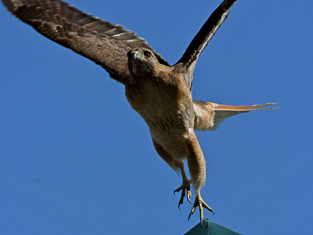 Hawk7.jpg