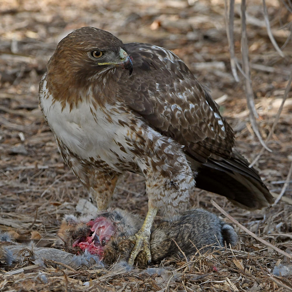 Hawk7.jpg