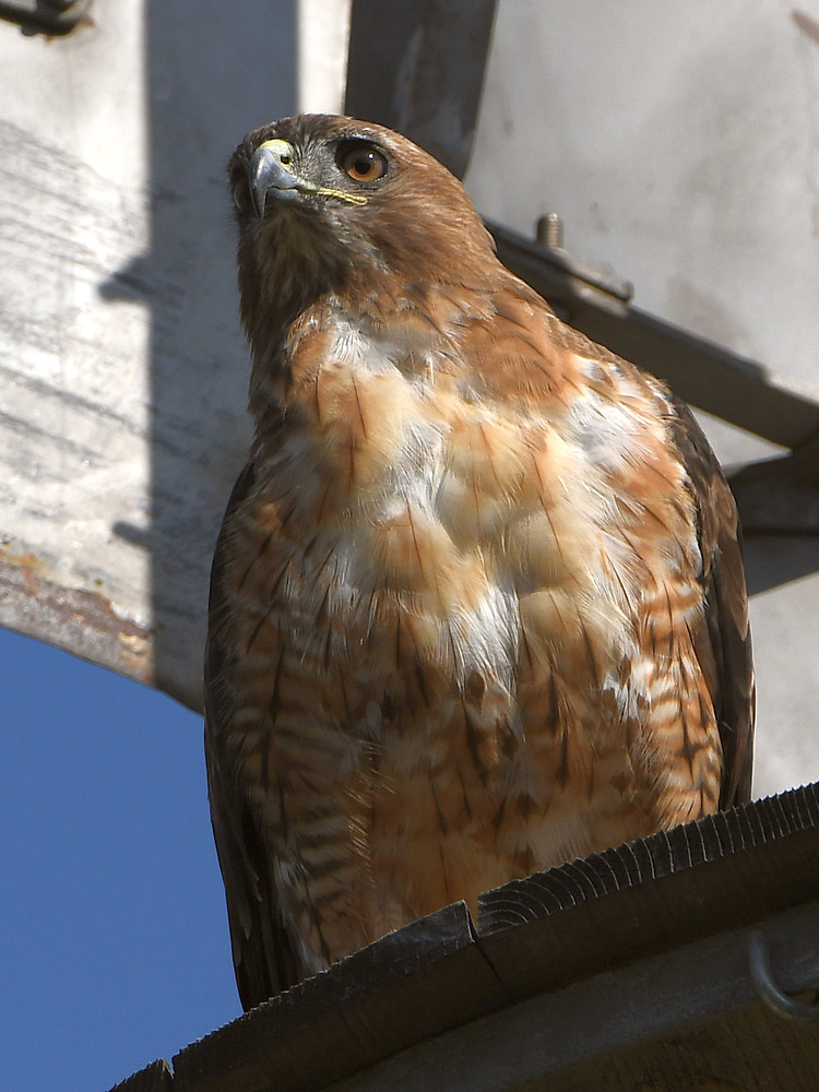 Hawk7.jpg