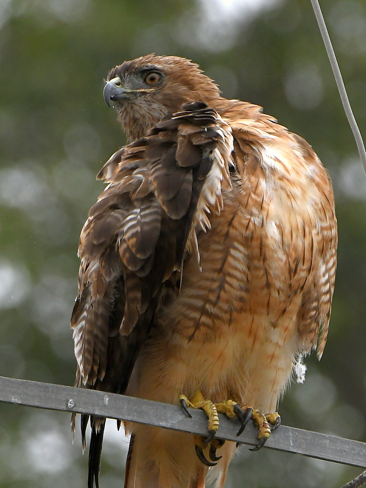 Hawk7.jpg