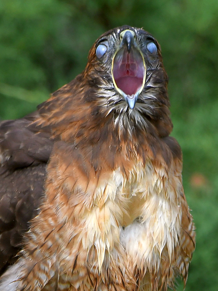 Hawk7.jpg