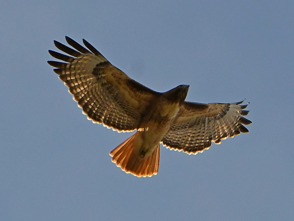 Hawk7.jpg