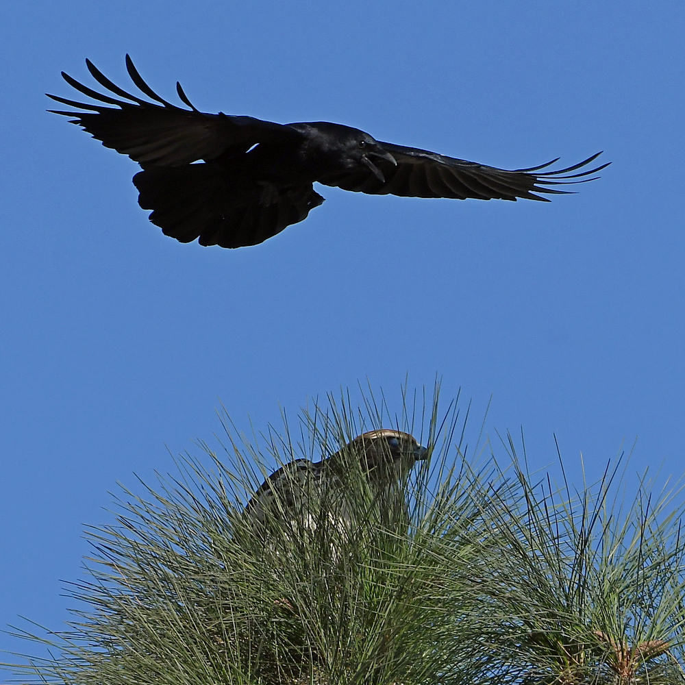 Hawk7.jpg