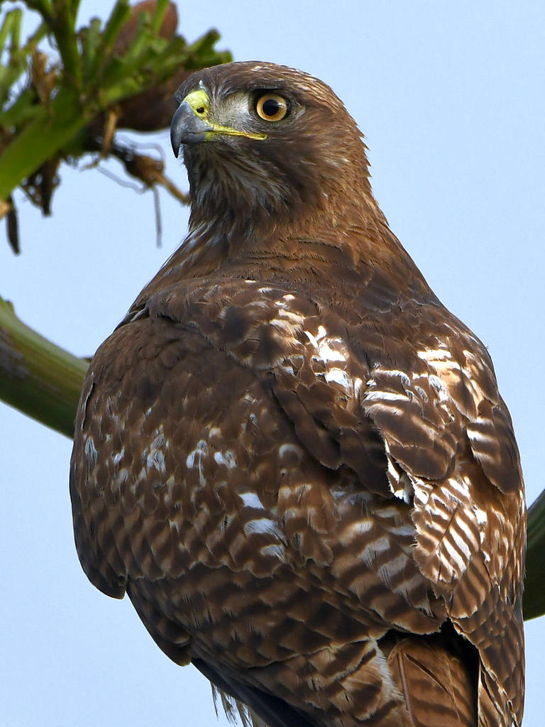 Hawk7.jpg