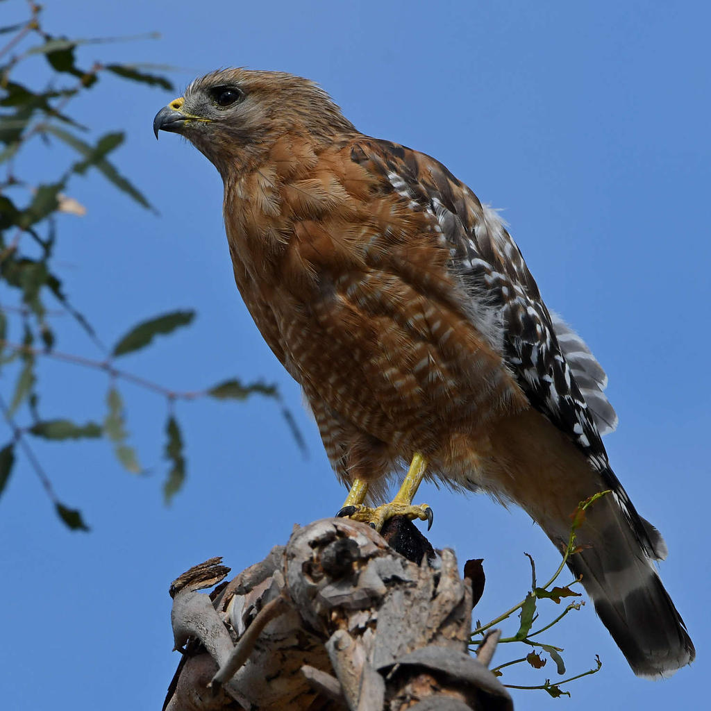 Hawk7.jpg