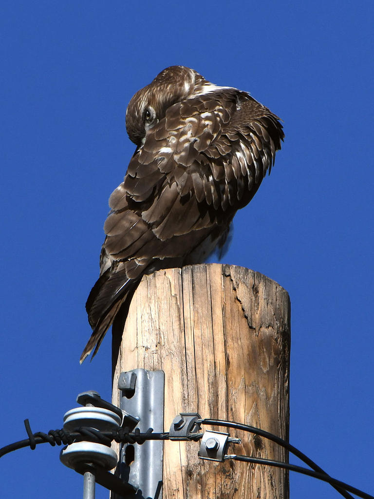 Hawk7.jpg