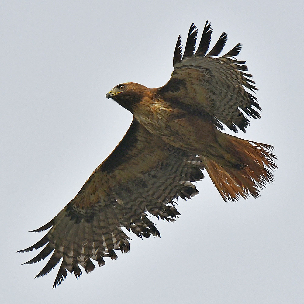 Hawk7_2017_03_12.jpg