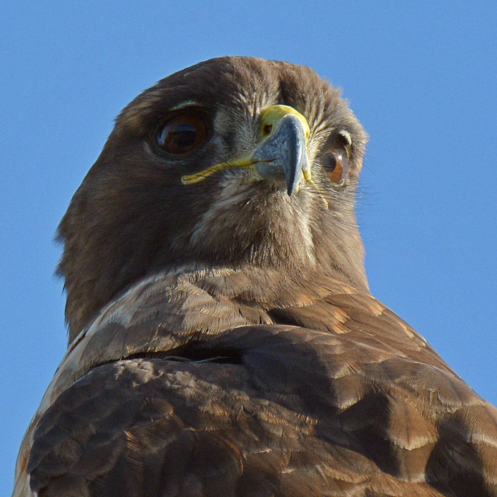 Hawk8.jpg