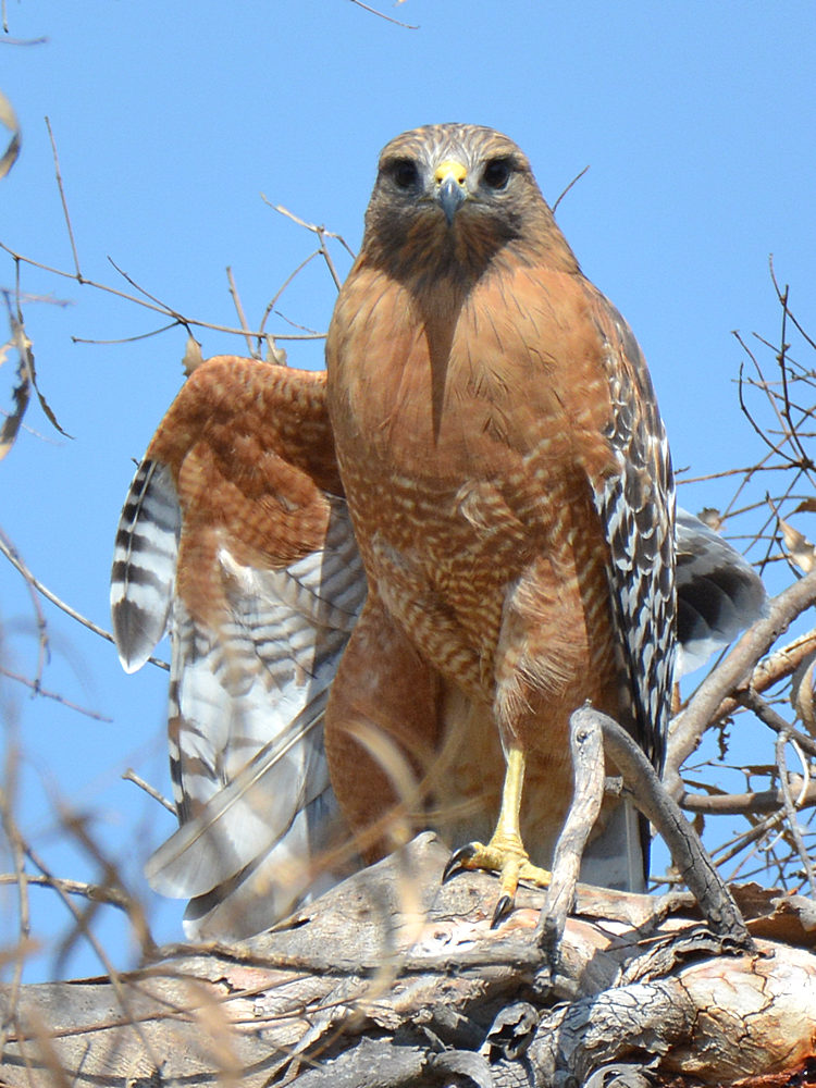Hawk8.jpg