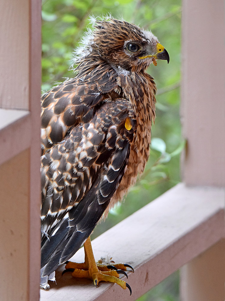 Hawk8.jpg