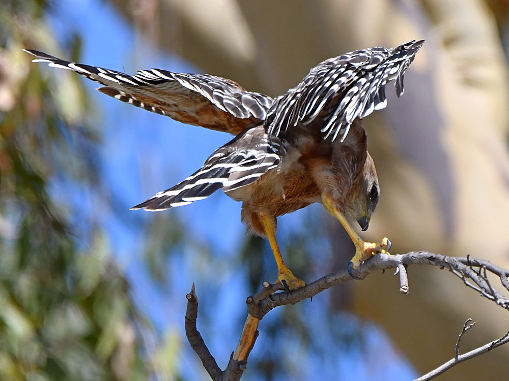 Hawk8.jpg