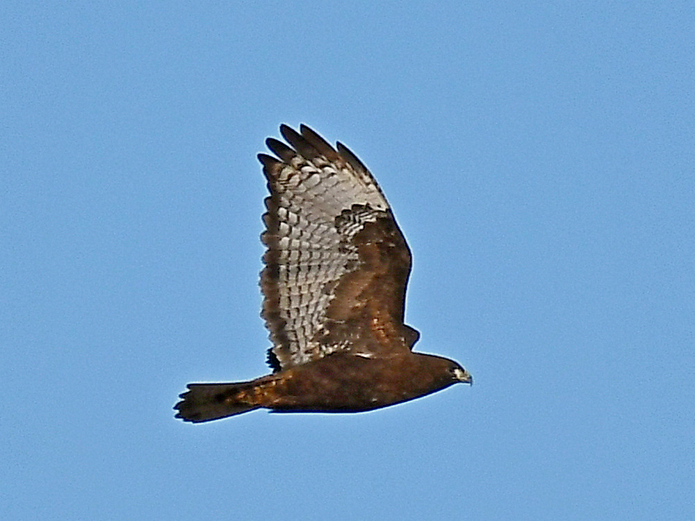 Hawk8.jpg