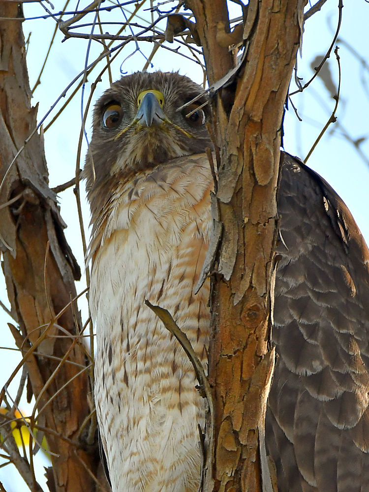 Hawk8.jpg