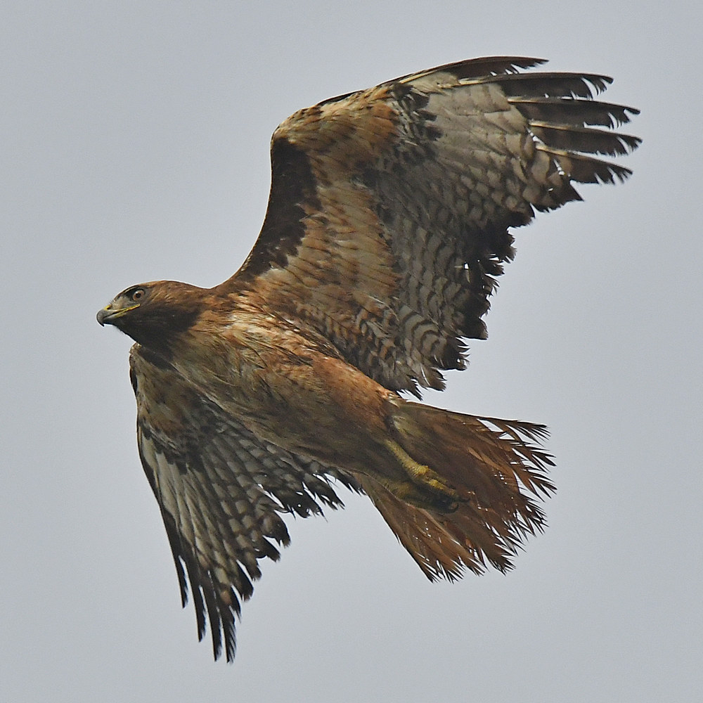 Hawk8.jpg