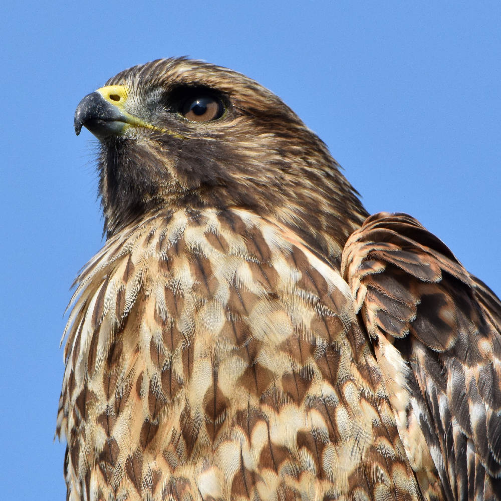 Hawk8.jpg