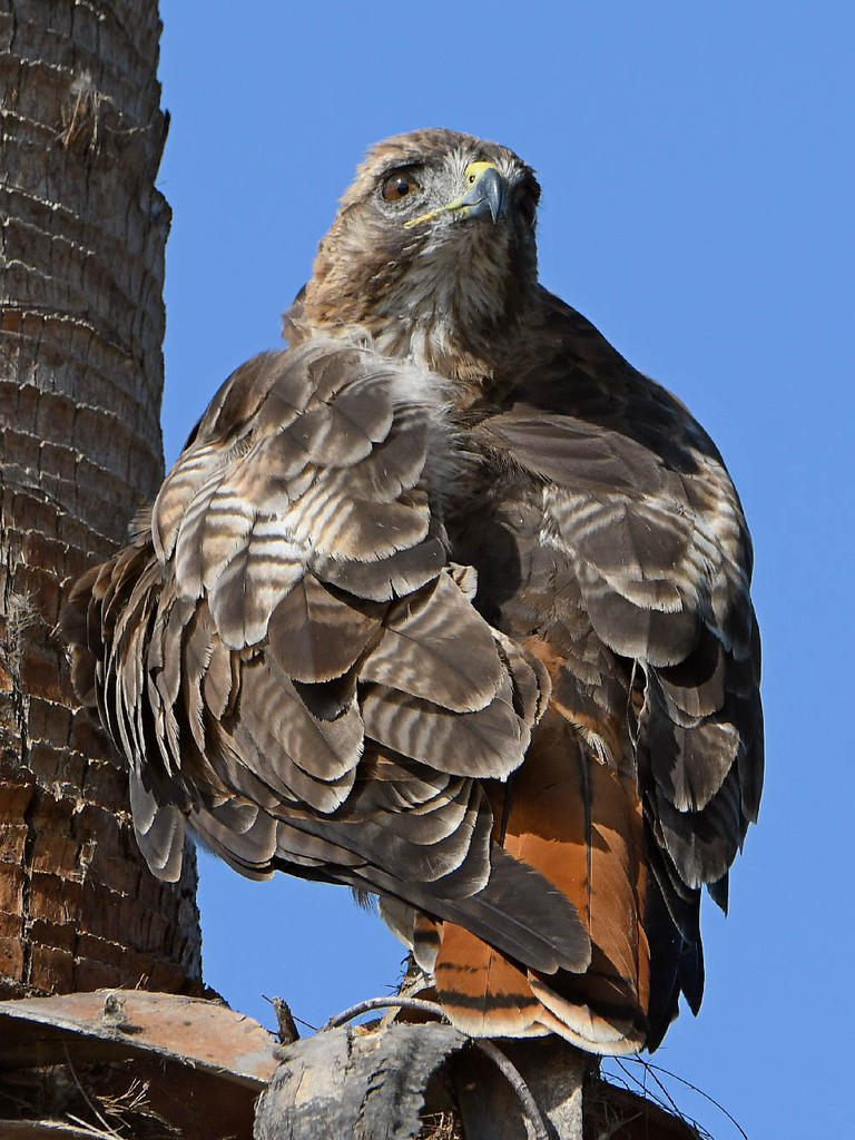 Hawk8.jpg