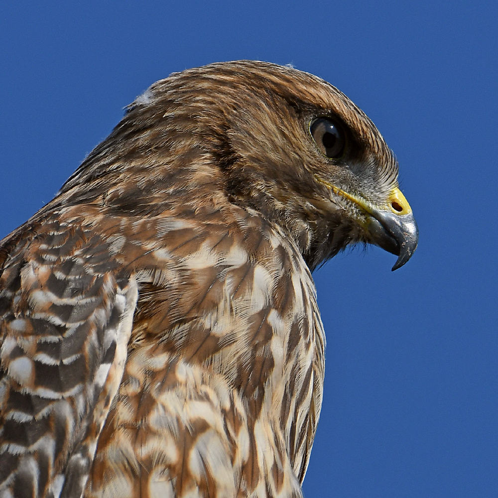 Hawk8.jpg