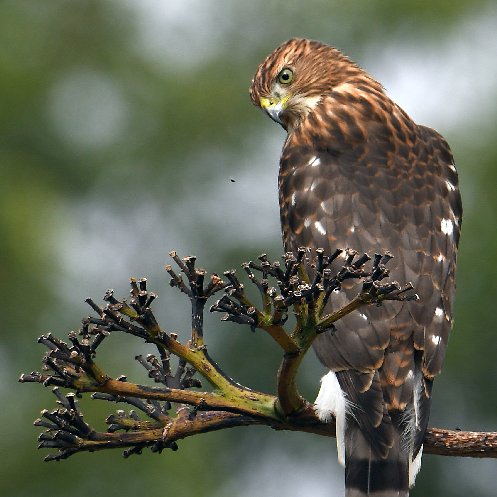 Hawk8.jpg