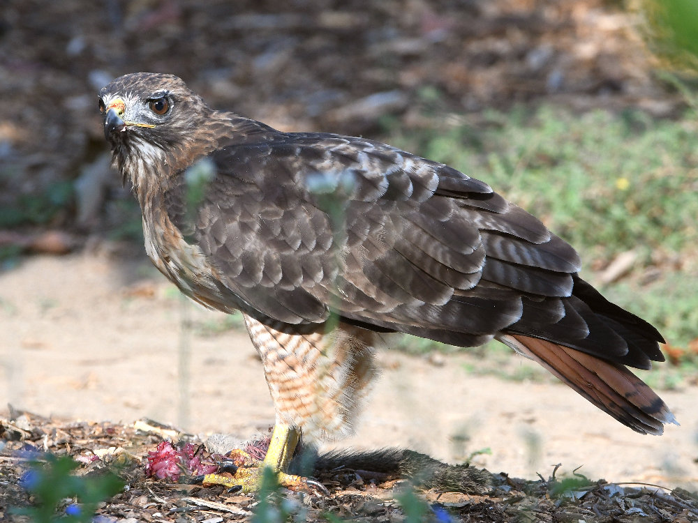 Hawk8.jpg