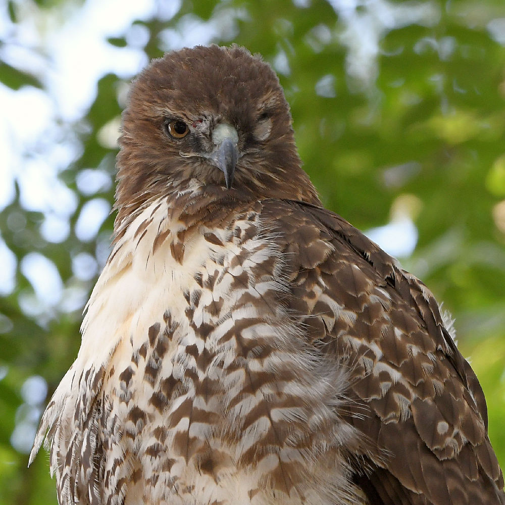 Hawk8.jpg
