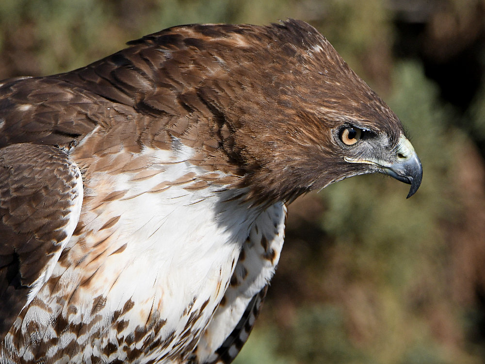 Hawk8.jpg
