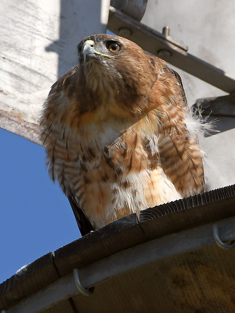 Hawk8.jpg