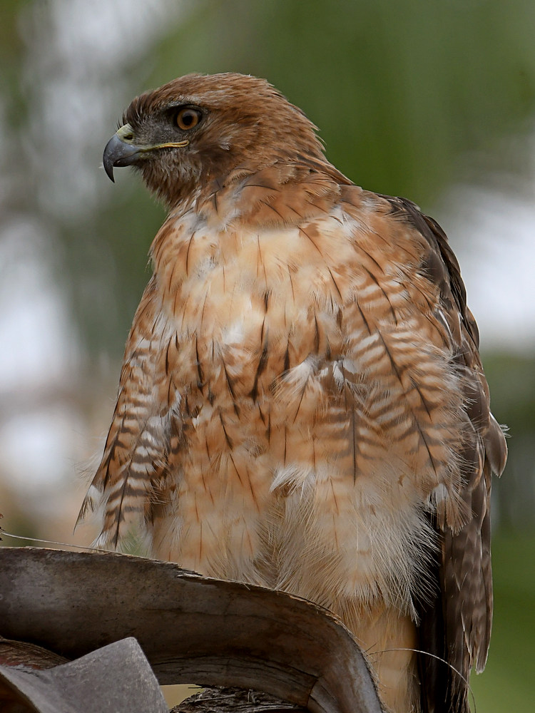 Hawk8.jpg