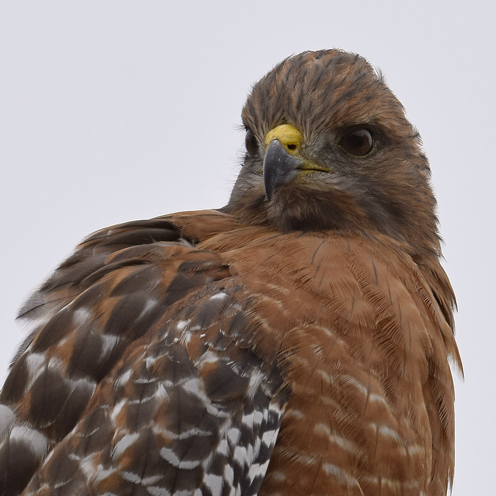 Hawk8.jpg