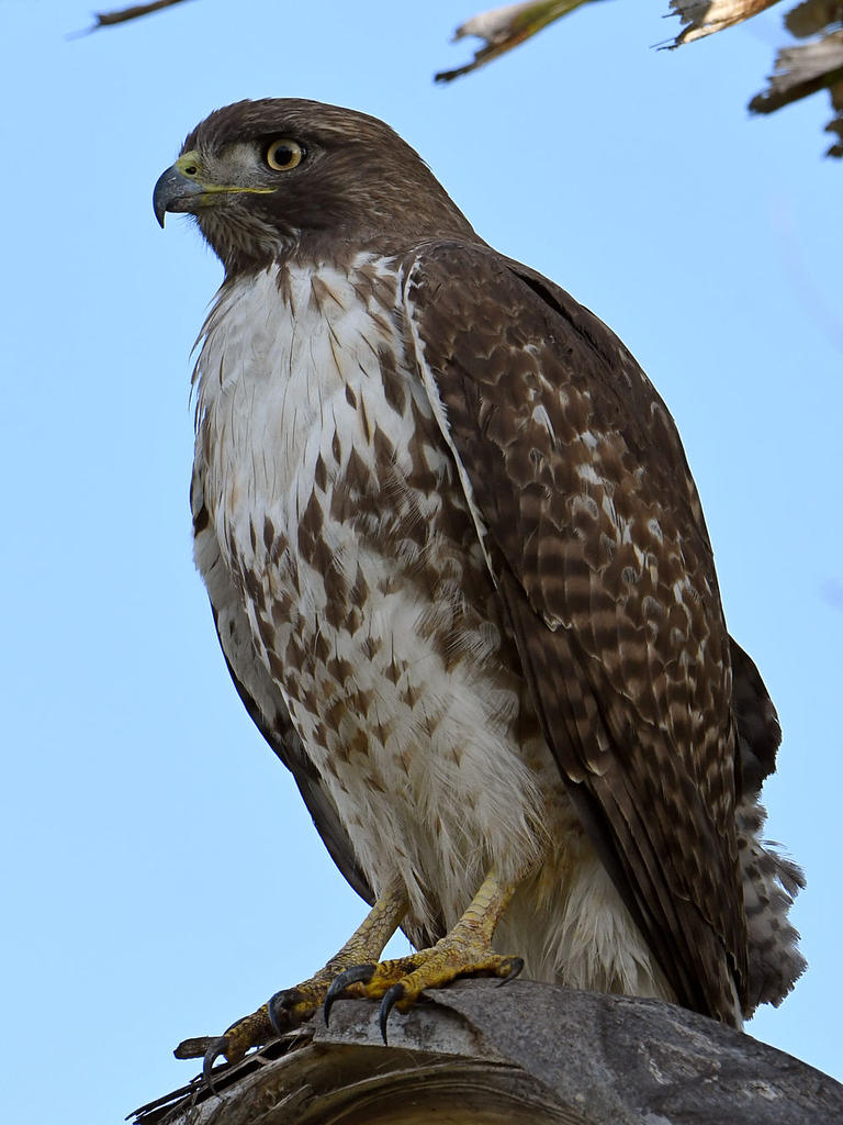 Hawk8.jpg