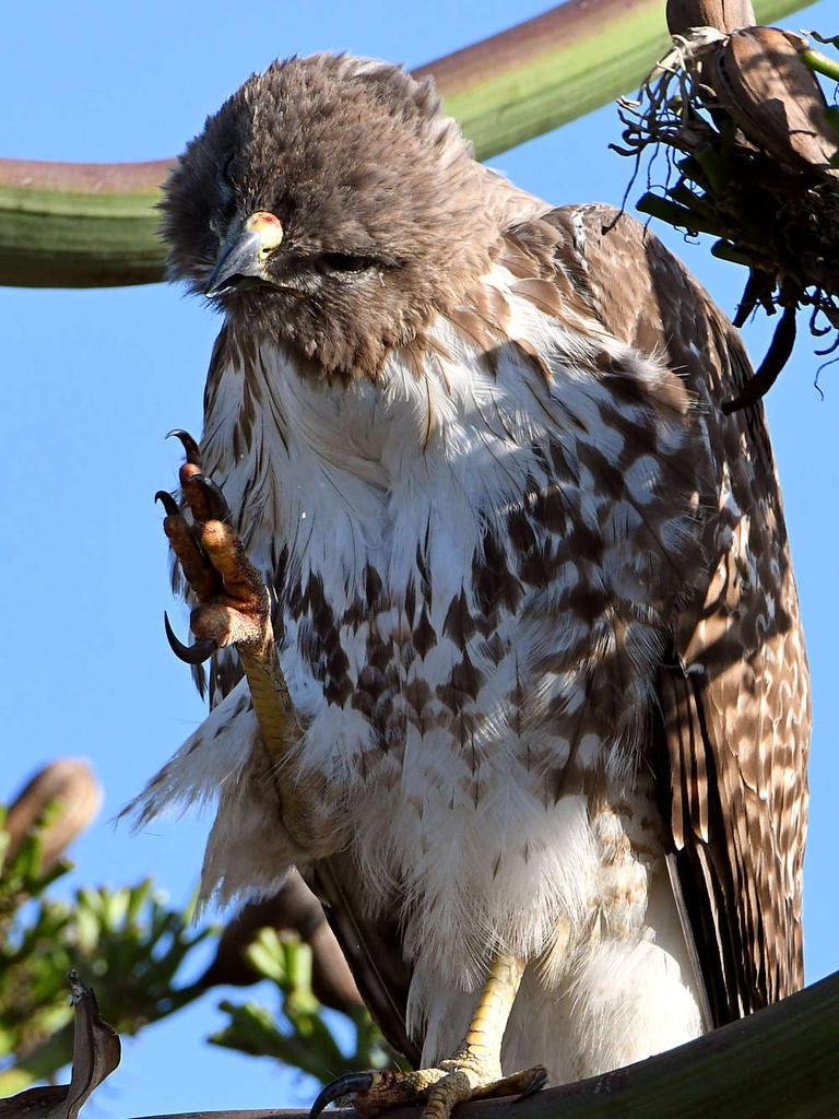 Hawk8.jpg