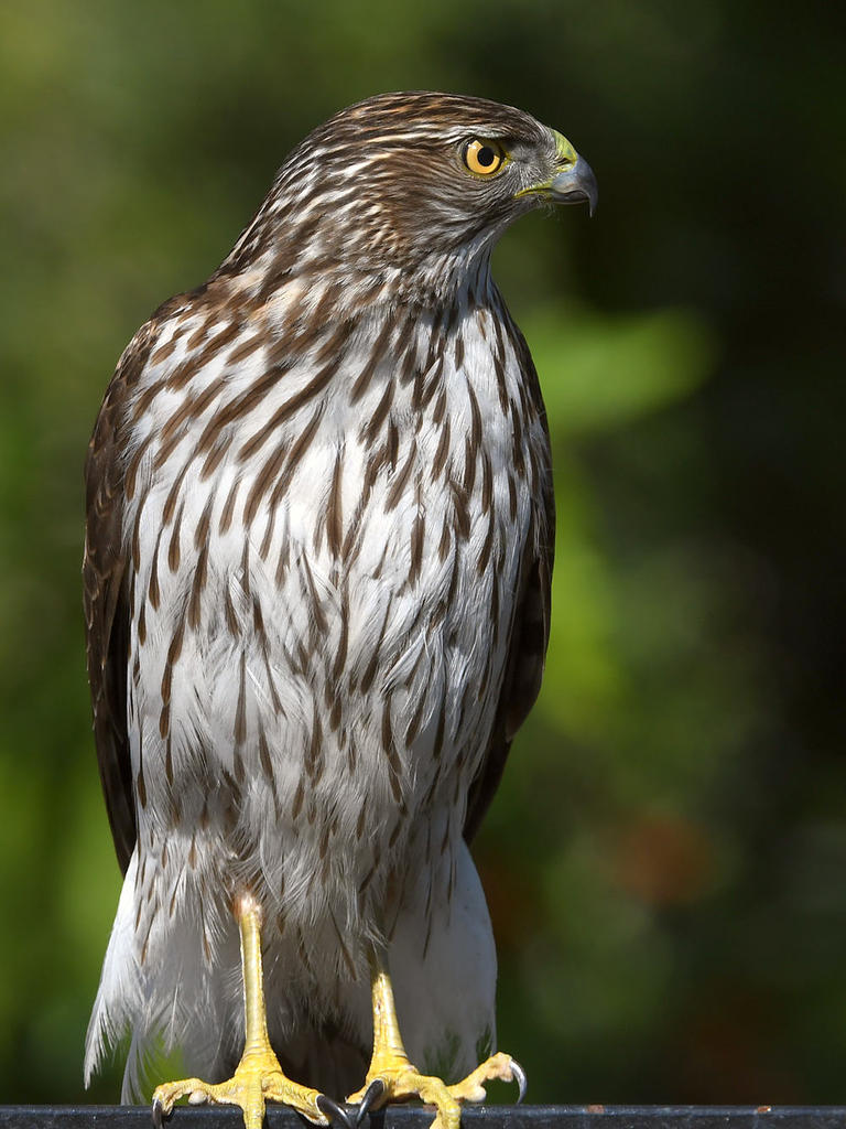 Hawk8.jpg