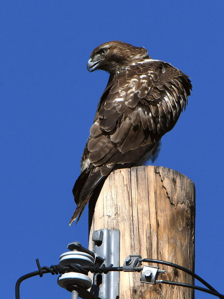 Hawk8.jpg