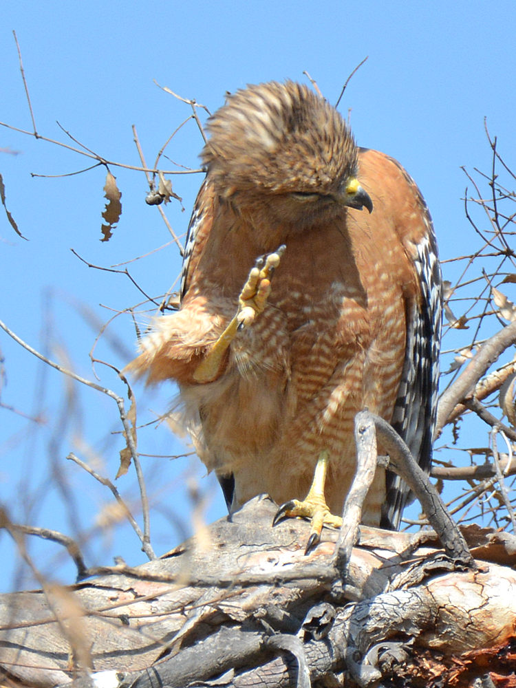 Hawk9.jpg