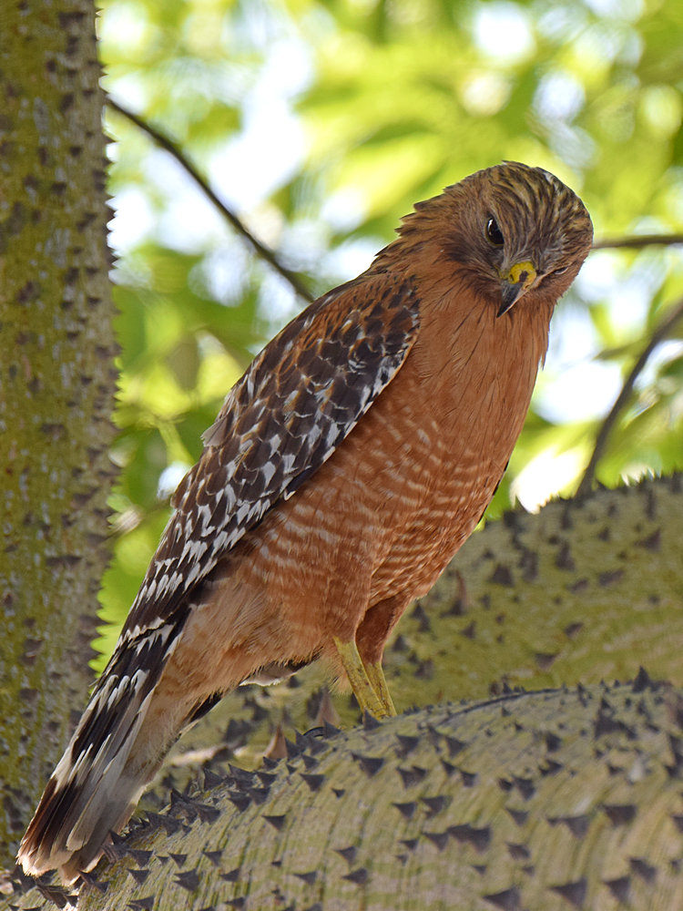 Hawk9.jpg