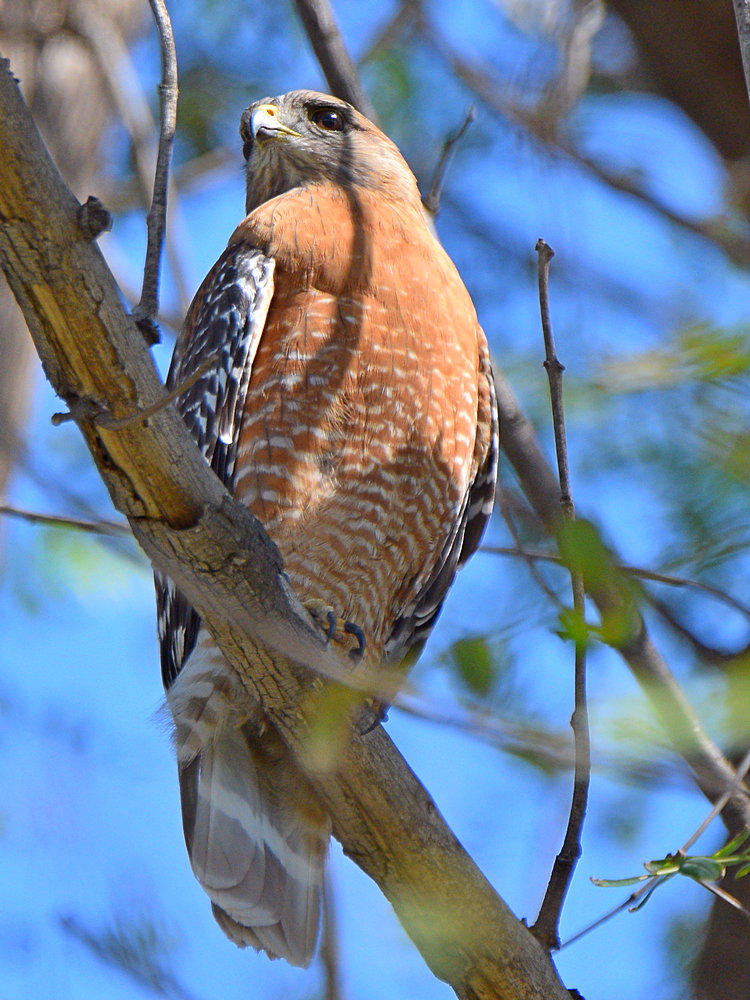 Hawk9.jpg