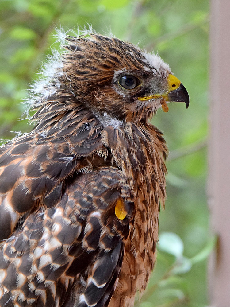 Hawk9.jpg