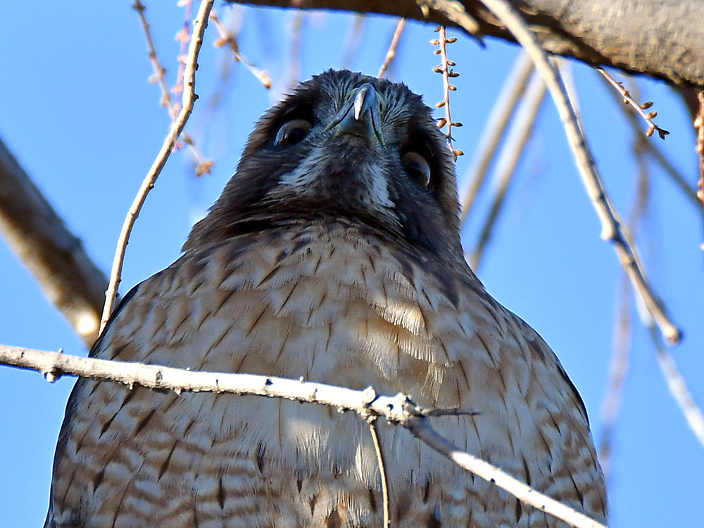 Hawk9.jpg