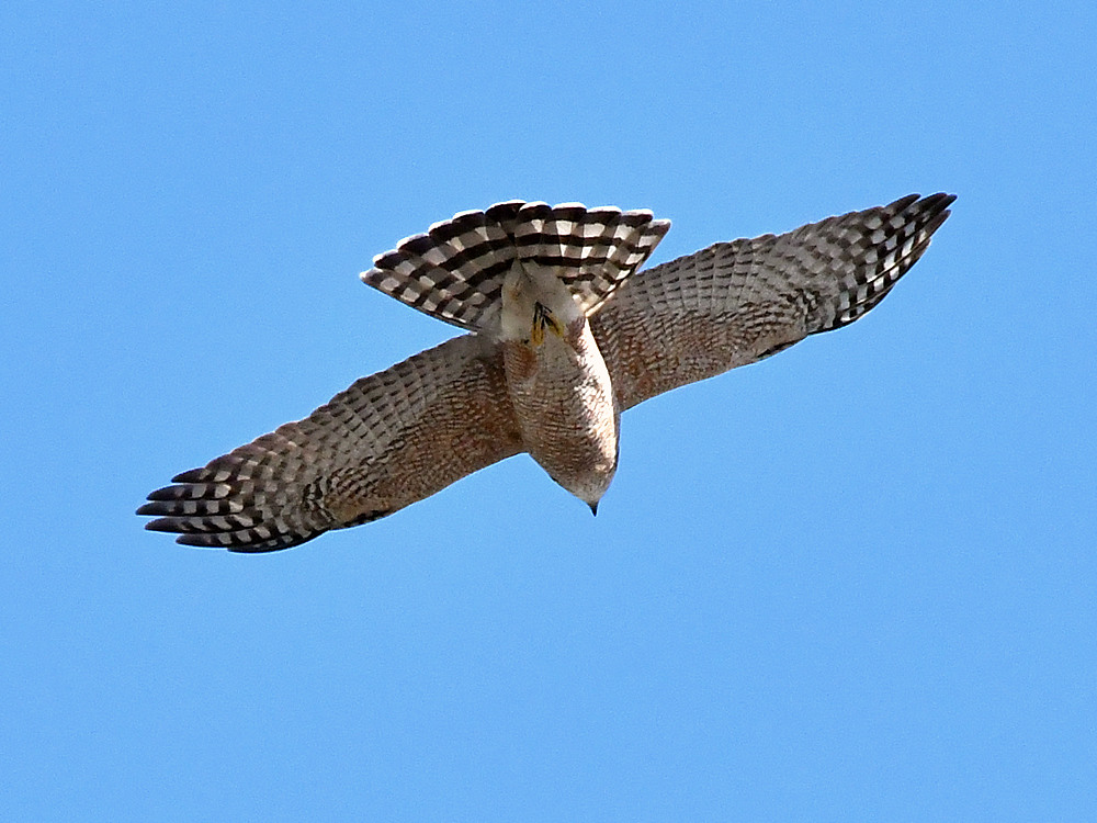 Hawk9.jpg