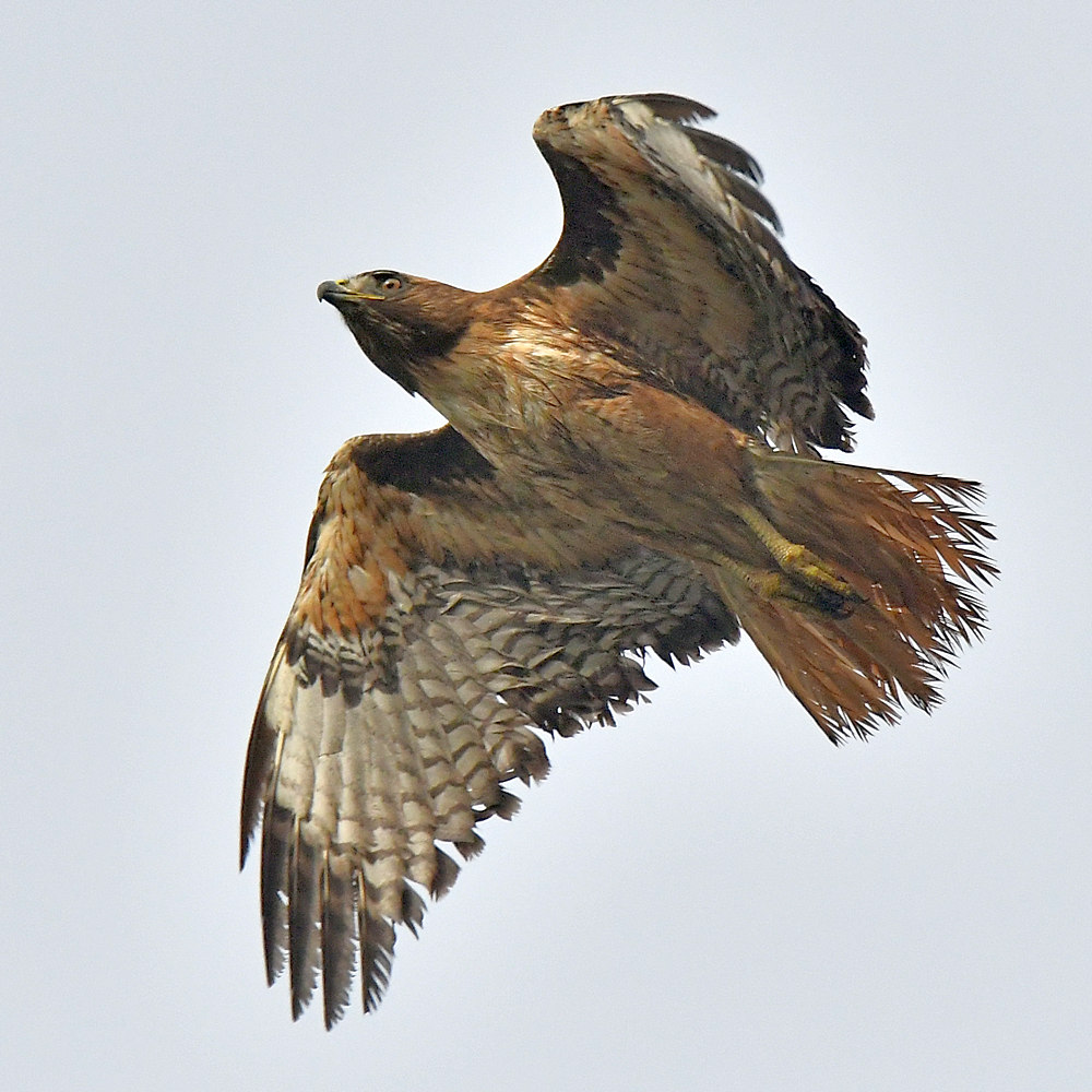 Hawk9.jpg