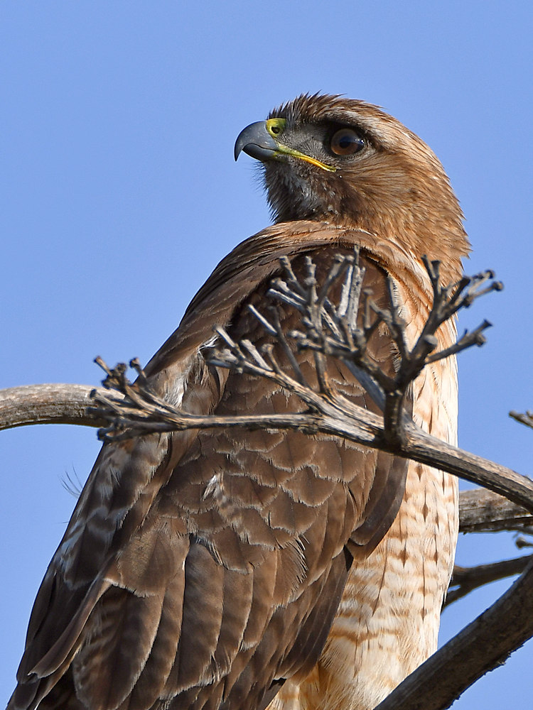 Hawk9.jpg