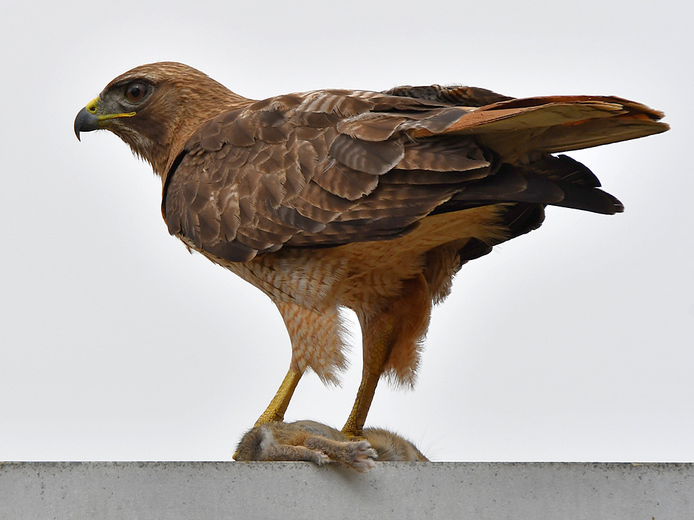 Hawk9.jpg