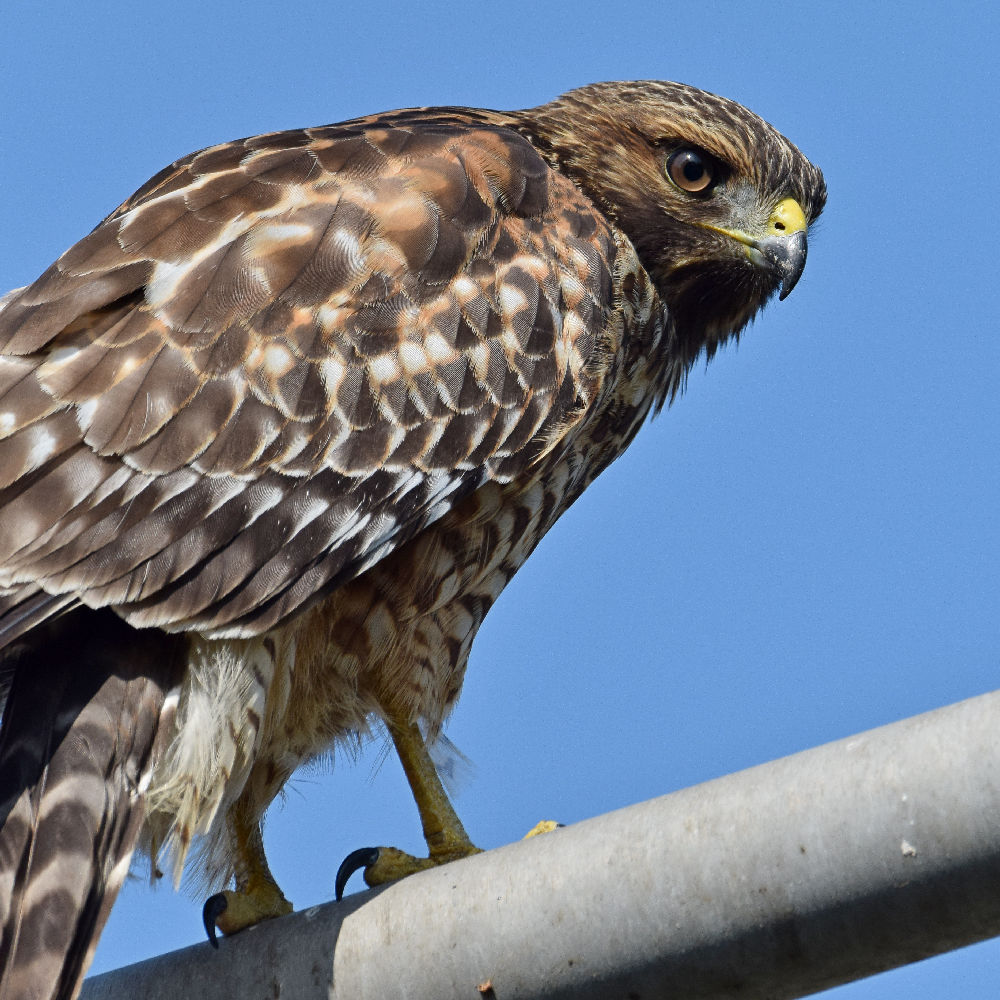 Hawk9.jpg