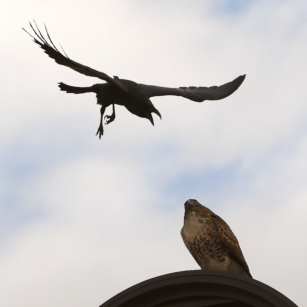 Hawk9.jpg