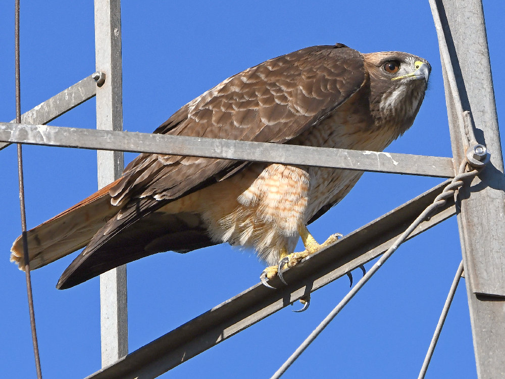 Hawk9.jpg
