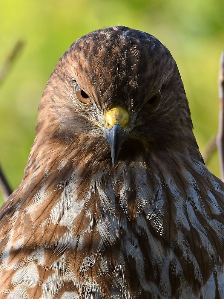 Hawk9.jpg