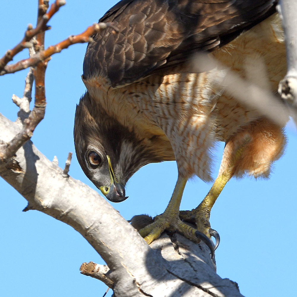 Hawk9.jpg