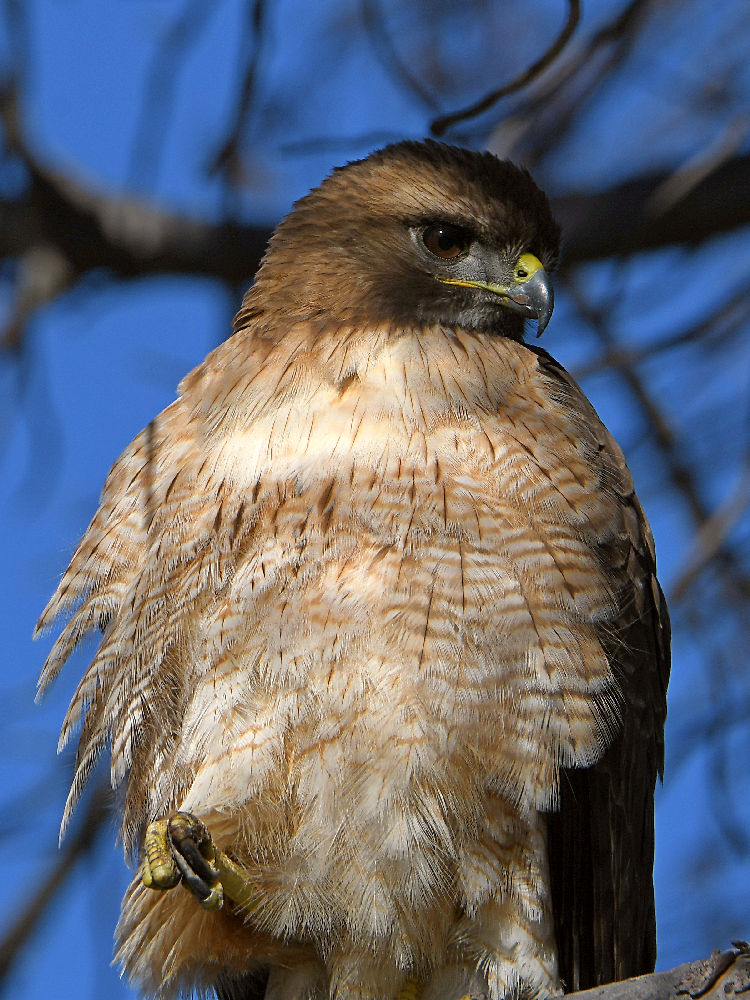 Hawk9.jpg
