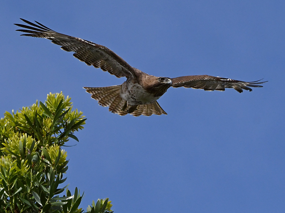 Hawk9.jpg
