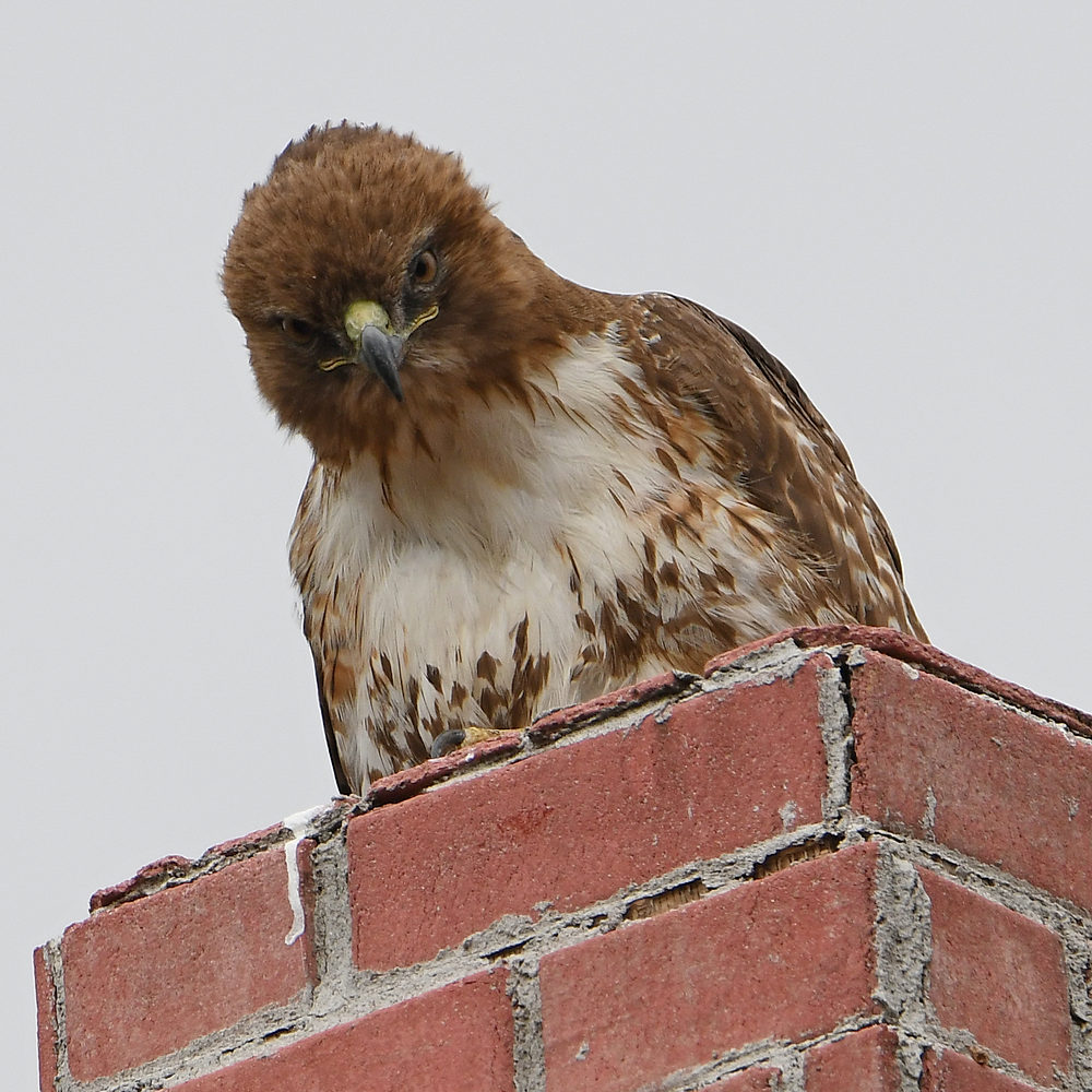 Hawk9.jpg